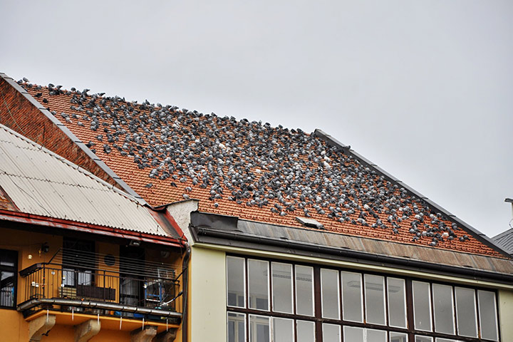 A2B Pest Control are able to install spikes to deter birds from roofs in Tunbridge Wells. 