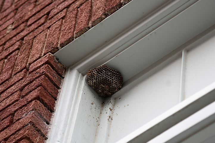 We provide a wasp nest removal service for domestic and commercial properties in Tunbridge Wells.